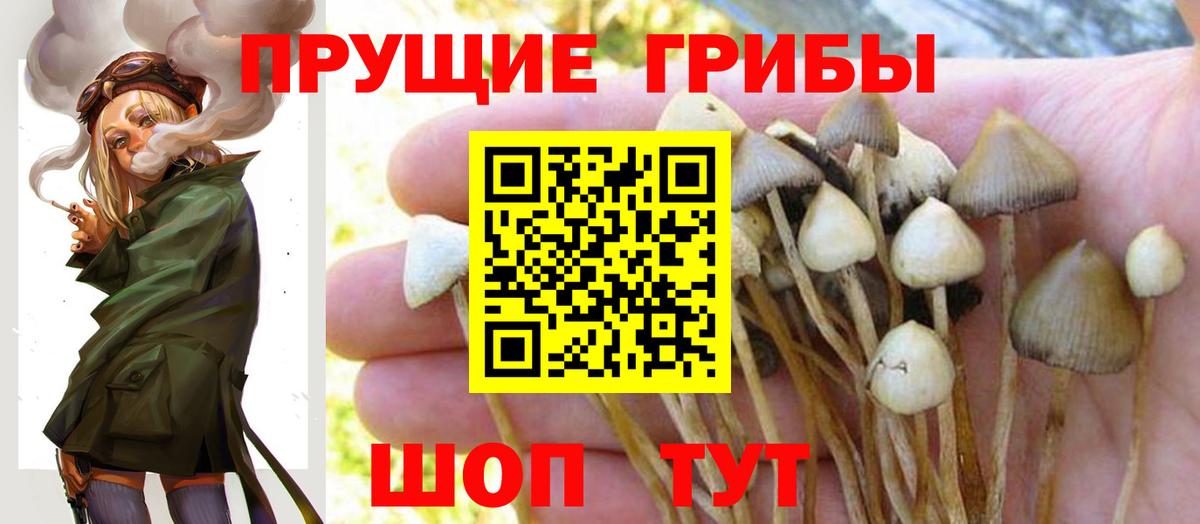 Псилоцибиновые грибы Psilocybe  наркотики  Псилоцибиновые грибы Cubensis  Сосновоборск  Вход с VPN 